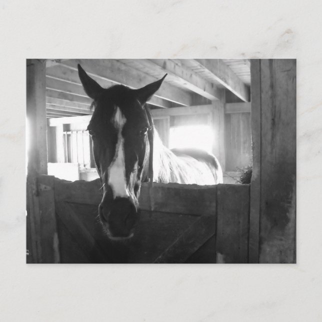 Barn Horse Postcard (Front)