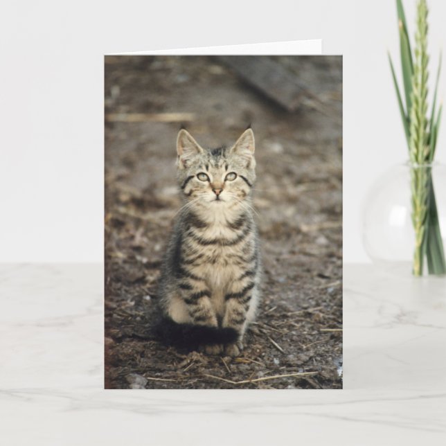 "Barn Kitten" Animal Photo Greeting Card (Front)
