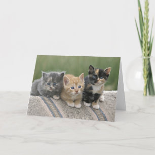 Barn Kittens on a Horse Blanket Card