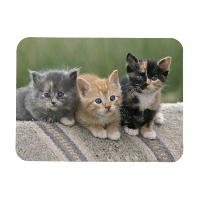 Barn Kittens on a Horse Blanket Magnet (Horizontal)