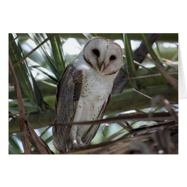 Barn Owl (Front Horizontal)