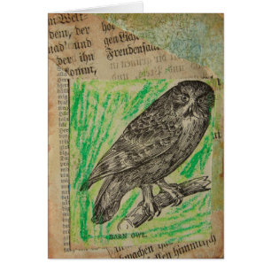 Barn Owl
