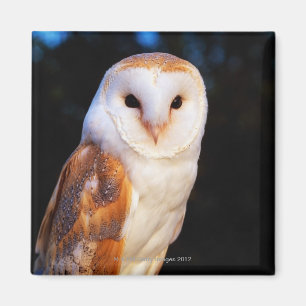 Barn Owl 2 Magnet