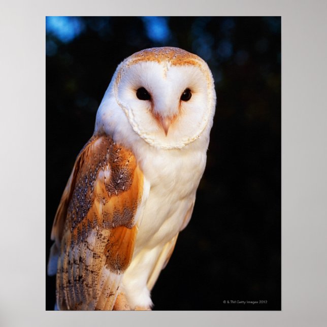 Barn Owl 2 Poster (Front)