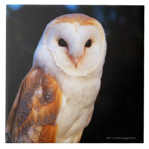 Barn Owl 2 Tile