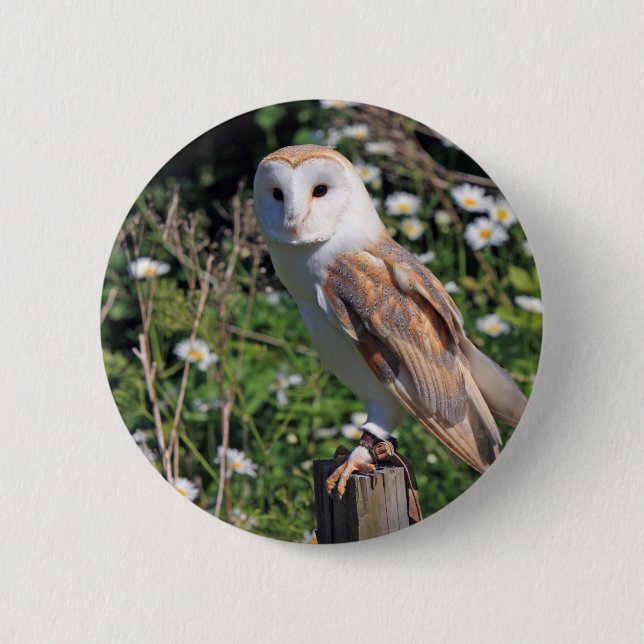 Barn Owl 6 Cm Round Badge (Front)