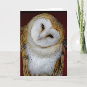 barn owl any occasion note or greeting card