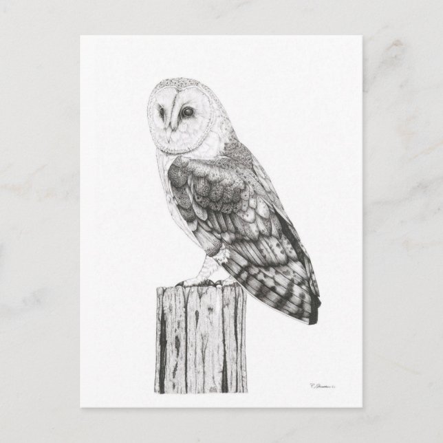 Barn Owl - Blank Postcard (Front)