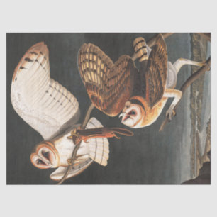 Barn Owl by John James Audubon Tissue Paper