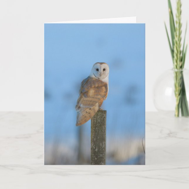 Barn owl card (Front)