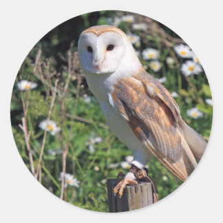 Barn Owl Classic Round Sticker