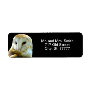 Barn Owl Close Profile