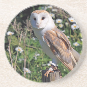 Barn Owl Coaster