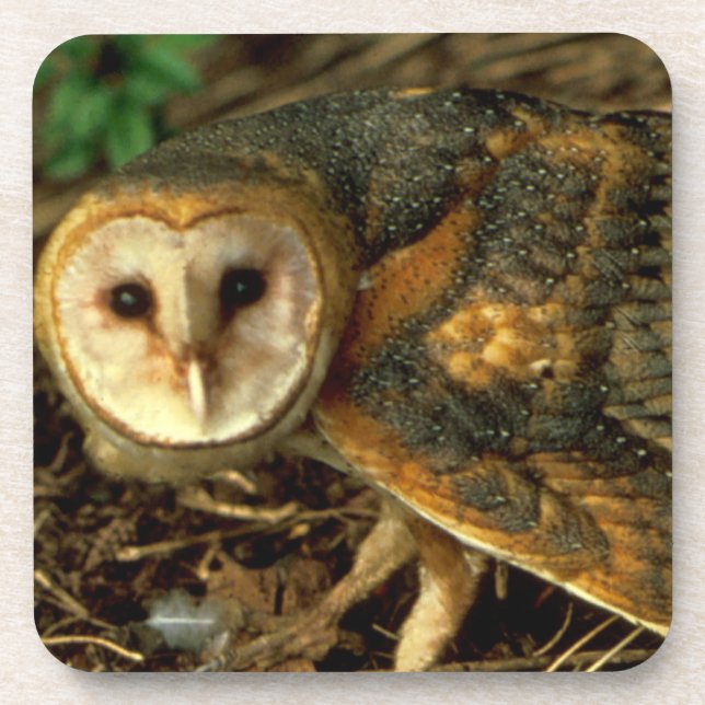 Barn Owl Coaster (Front)
