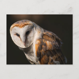 Barn owl eyes postcard