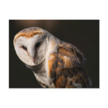 Barn owl eyes