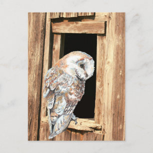 Barn owl in Barn Window Animal Nature Art Postcard