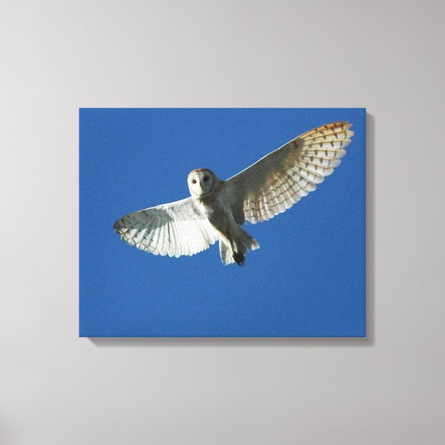 Barn Owl in Daytime Flight Canvas Print (Front)
