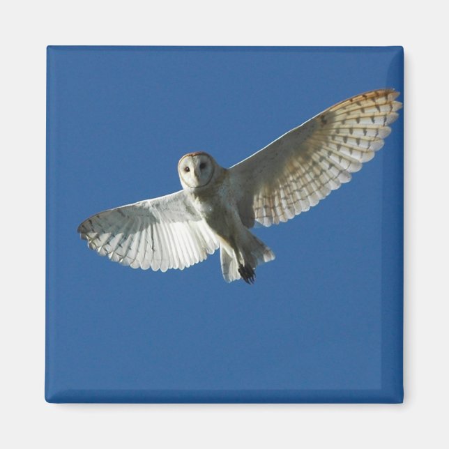 Barn Owl in Daytime Flight Magnet (Front)