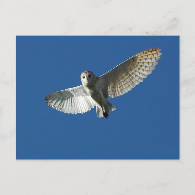 Barn Owl in Daytime Flight Postcard (Front)