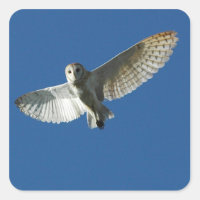 Barn Owl in Daytime Flight