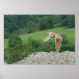 Barn Owl in flight Poster