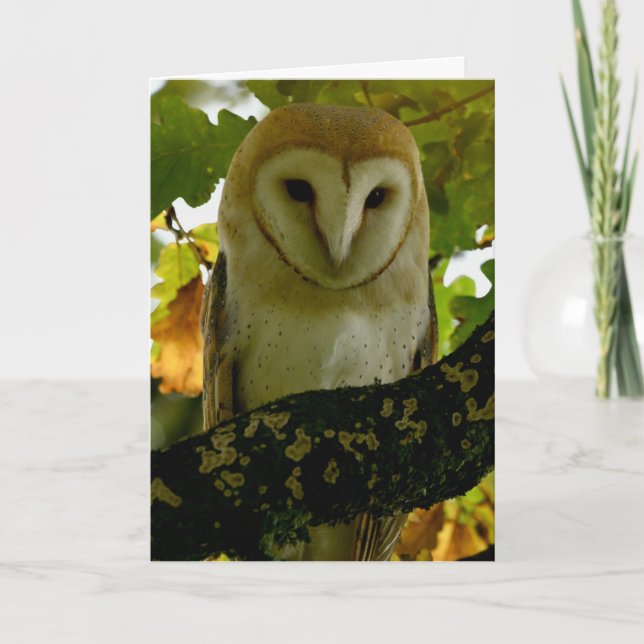 Barn owl in oak treee card (Front)