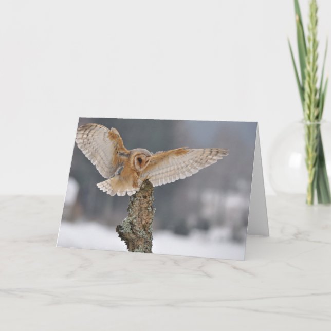 Barn owl landing to spike card (Front)