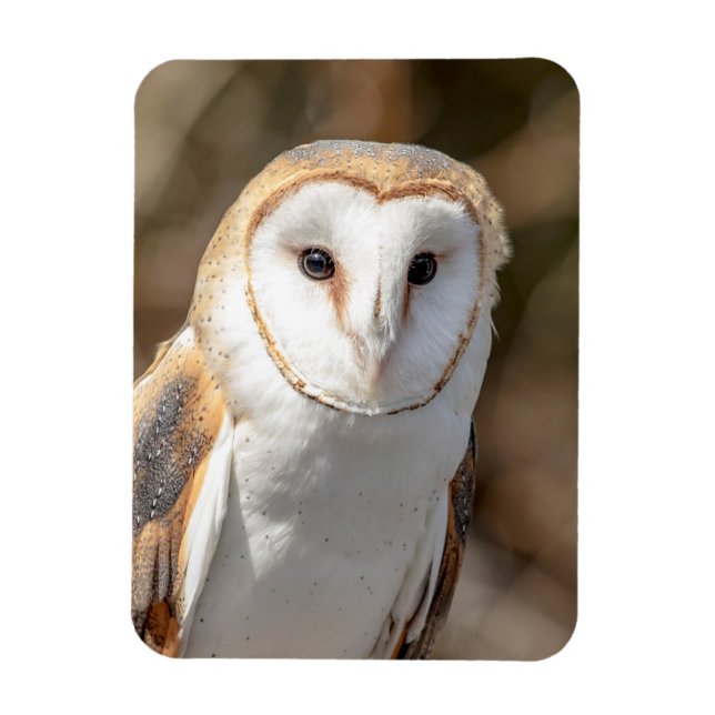Barn Owl Magnet (Vertical)