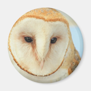 Barn owl magnet