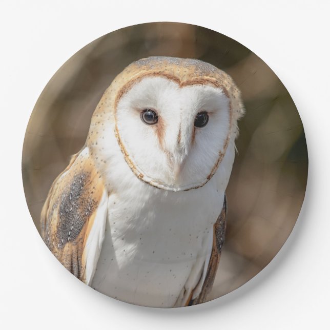 Barn Owl Paper Plate (Front)