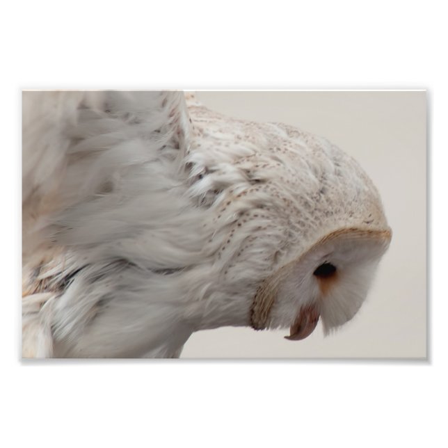 Barn Owl Photo Print (Front)