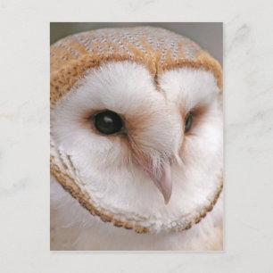 Barn Owl Portrait Postcard