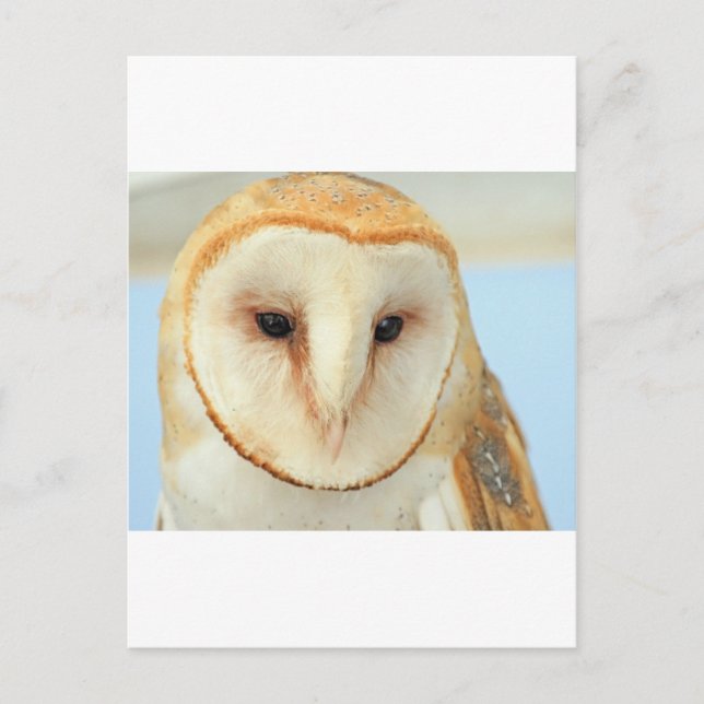 Barn Owl Postcard (Front)