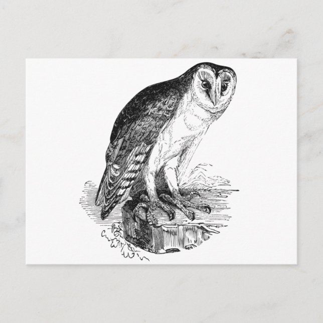 Barn Owl Postcard (Front)