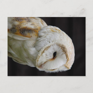 Barn Owl Postcard