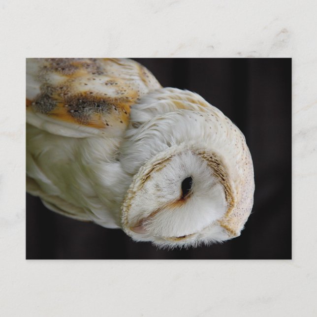 Barn Owl Postcard (Front)