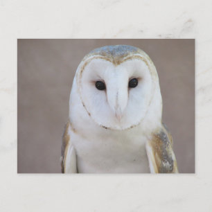 Barn Owl Postcard