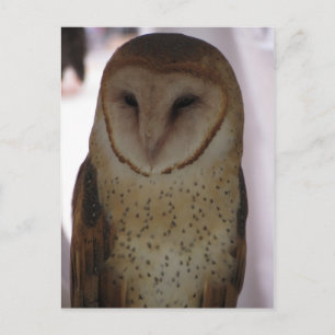 Barn Owl Postcard