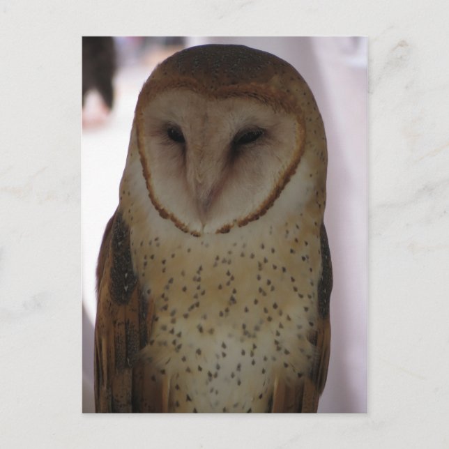 Barn Owl Postcard (Front)