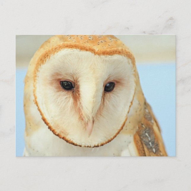 Barn Owl Postcard (Front)