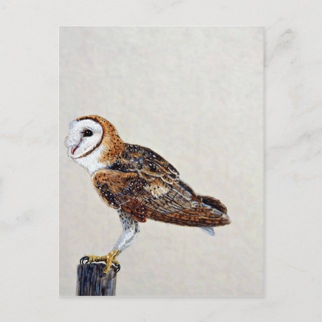 Barn owl postcard (Front)