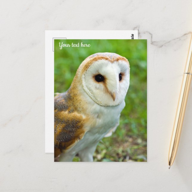 Barn Owl Postcard (Front/Back In Situ)