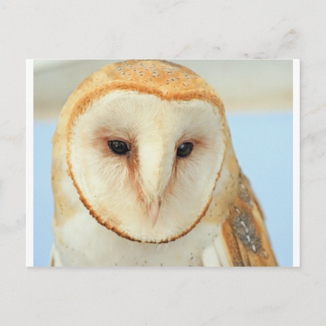 Barn owl postcard (Front)