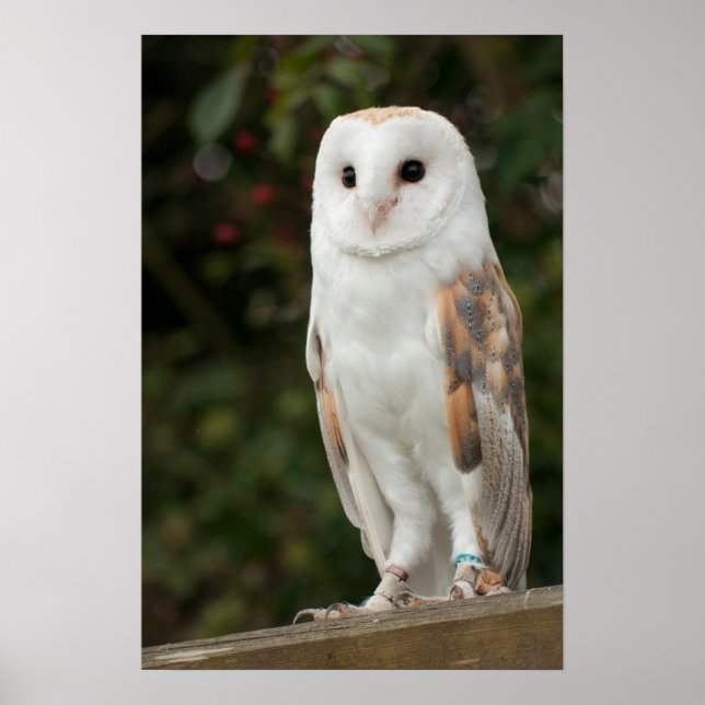 Barn Owl Poster (Front)