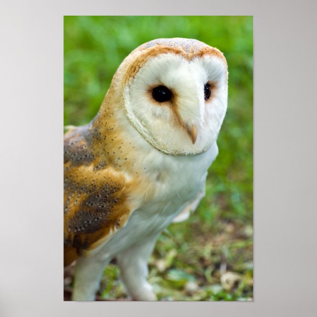 Barn Owl Poster (Front)