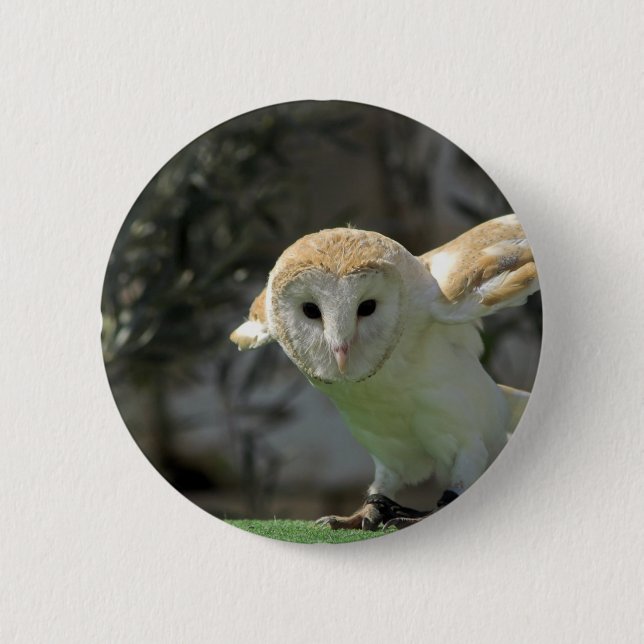 Barn Owl Round Button (Front)