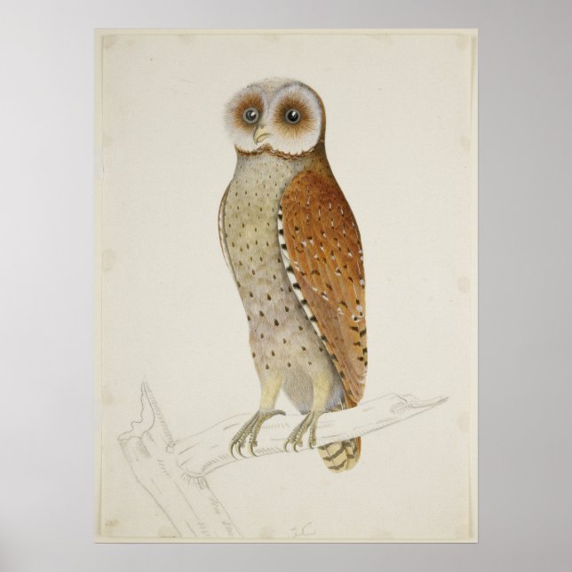 Barn owl rustic vintage nature bird illustration poster (Front)