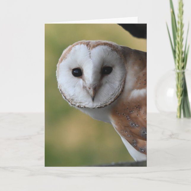 Barn owl Scotland Card (Front)