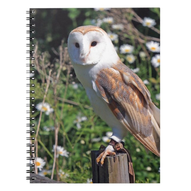 Barn Owl Spiral Notebook (Front)